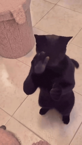 Black Ai Cat GIF