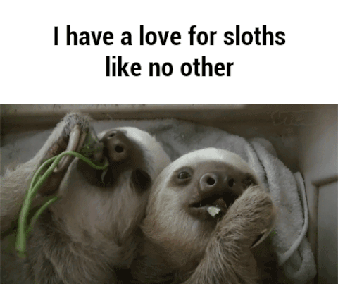 sloths