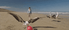 Beach Play GIF by Good Deed Entertainment