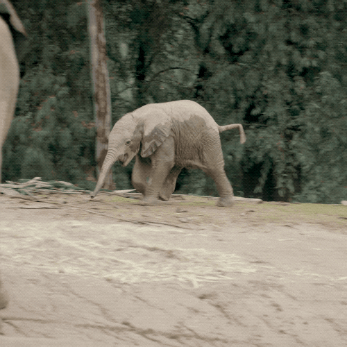 Happy Baby Animals Gif By San Diego Zoo Find Share On Giphy