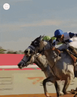 GIF by World Horse Racing