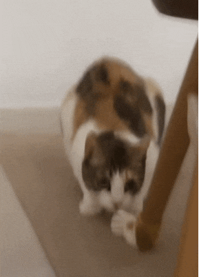 Cute Cat Nu GIF