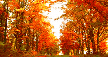 Autumn Leaves GIFs - Get the best GIF on GIPHY