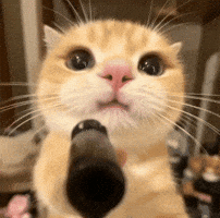 Reaction GIF