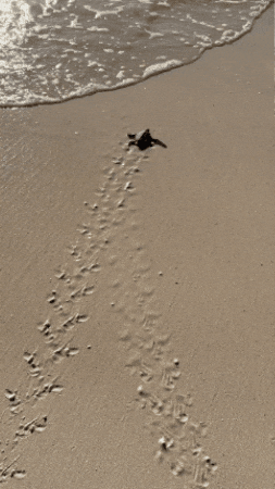 GIF by Brenna McGowan, Prelaunch Strategist