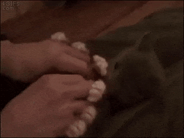 Kitten Hands GIF