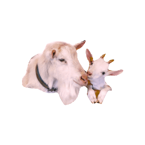 Blüemlisberg AG Sticker