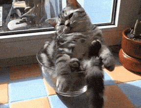 Giphy - Glass Bowl GIF