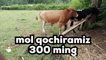 Beda Press GIF