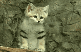 confused cat GIF