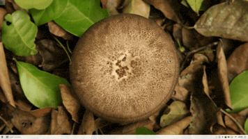 einwegnutzer  GIF