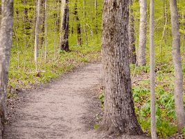Trail GIF
