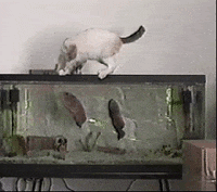 Scared-cat-funny GIFs - Get the best GIF on GIPHY