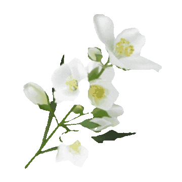 Remixflor Sticker by Cruzeiro do Sul