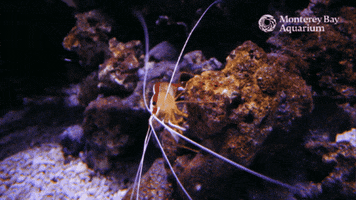 Ocean Shrimp GIF by Monterey Bay Aquarium