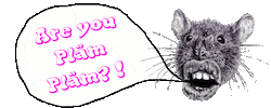 Art Rat Sticker