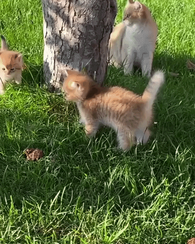 Cat GIF