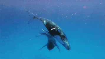 LiveNingaloo whale whales humpback whale exmouth GIF