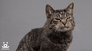 excited lets talk GIF by Best Friends Animal Society
