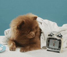 good morning bert GIF by Bertie The Pom