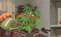 Explore weed GIFs