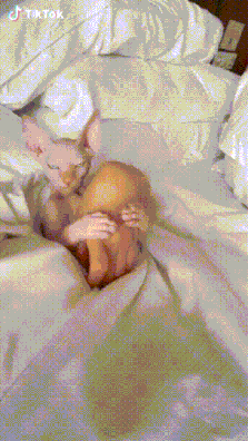 What Do You Think Of Hairless Cats
