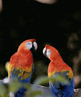 Macaw Kiss GIF