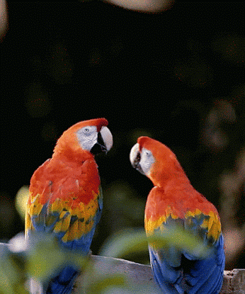 Macaw Kiss GIF