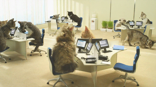Image result for cats working in an office