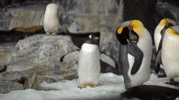 SeaWorld reaction mood no way penguin GIF