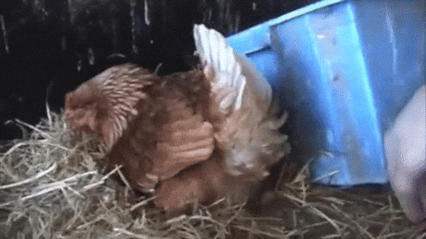 hen GIF