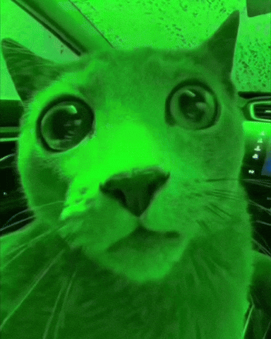 Green Cat Shell Shock GIF