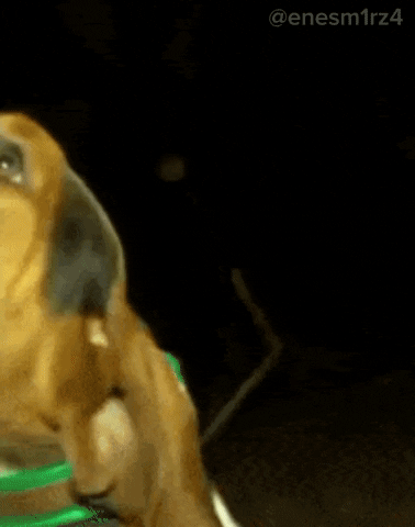 Dog Eray GIF by Rüzgar