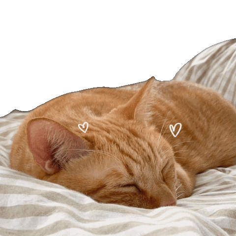 Good Morning Sleeping Sticker