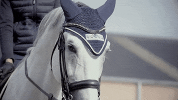 EQUIDEO horses pony horselover timetoride GIF