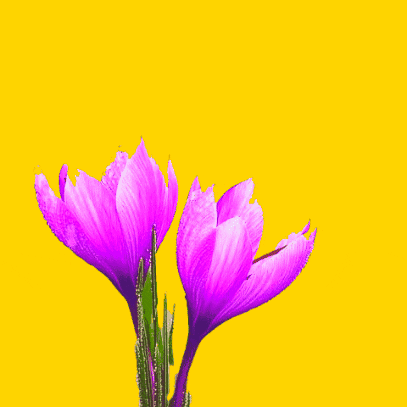 alanjsaffron flower saffron safran zafran GIF