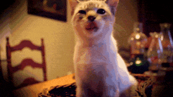 kitten shaking GIF