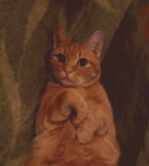 Cat Thank You Gif By Hoppip Find Share On Giphy