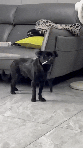 Smoking Dog GIF