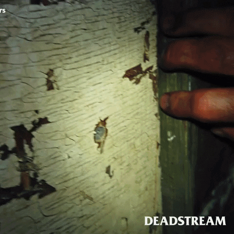 Terrifying Peek-A-Boo GIF by Deadstream