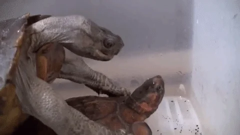 turtle mating GIF