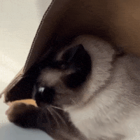 Excuse Me Confused Cat GIF