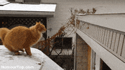 100.gif?cid=20e14a2a9845ne5s74w6exuiickhr84dx2zuh9bcpqgv49ny&rid=100.gif