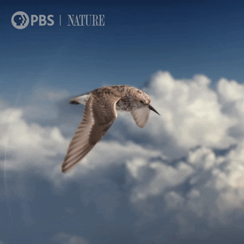 Bird Fly GIF by Nature on PBS