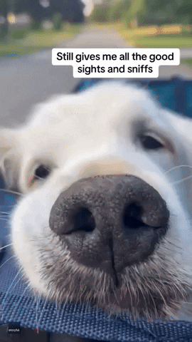 Old Dogs Dog GIF by Storyful