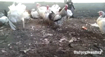 chicks harass GIF