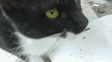 Black And White Cat GIF