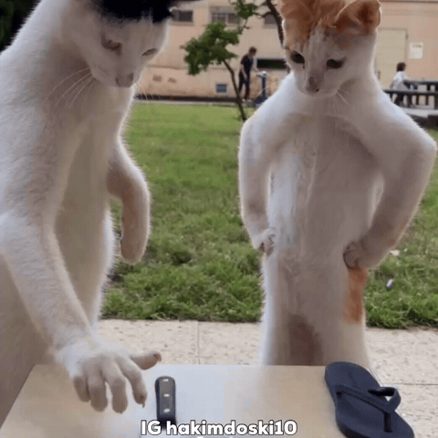 Cat GIF