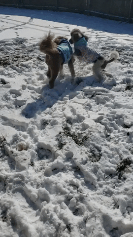 Snow Dogs Zoomies GIF by Geekster Pets