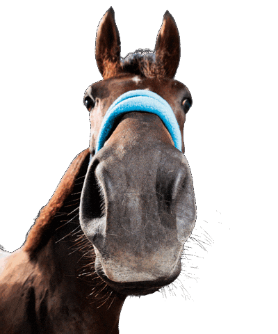 Horse Tongue Out Sticker by hooved